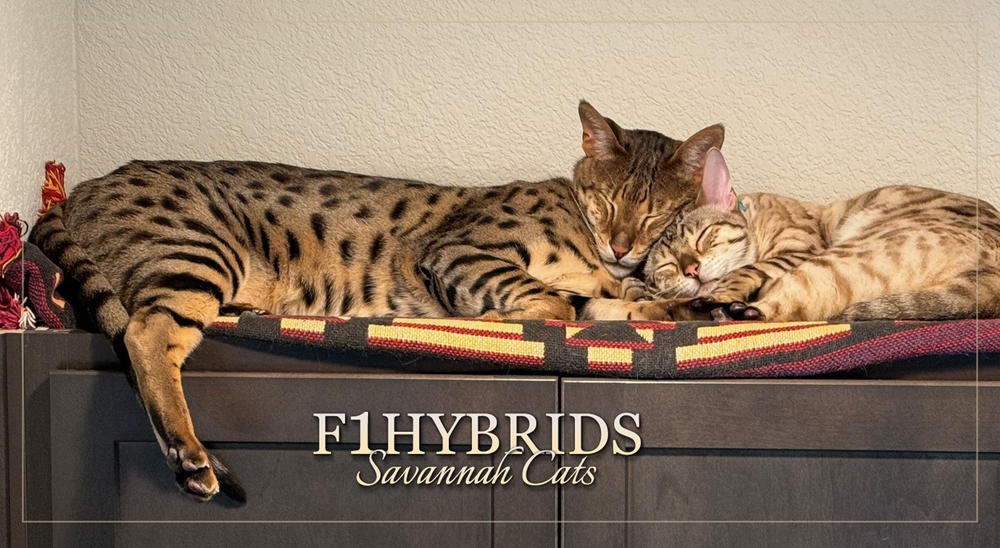 F1Hybrids Savannah Cats