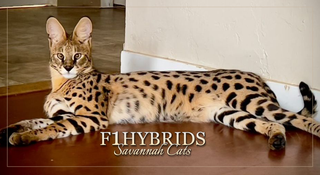 F1Hybrids Savannah Cats