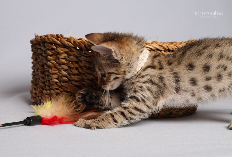 F1Hybrids Savannah Cats toys